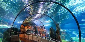 Why Should Children Explore Aquarium Tunnel