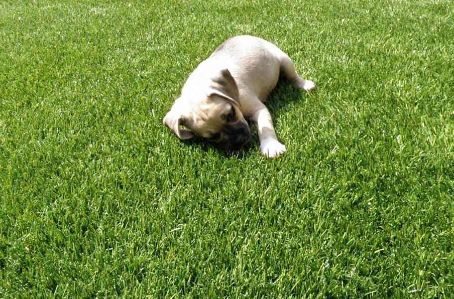 Pet Friendly Artificial Grass