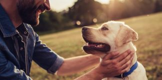 Pets and Addiction Recovery