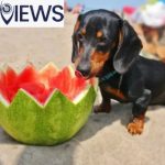 Can dogs eat watermelon seeds