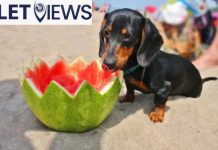Can dogs eat watermelon seeds