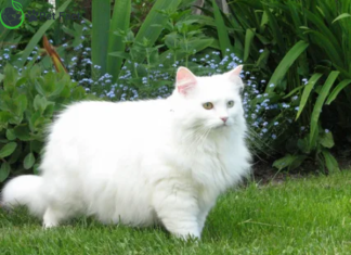 White Fluffy Cat Breeds
