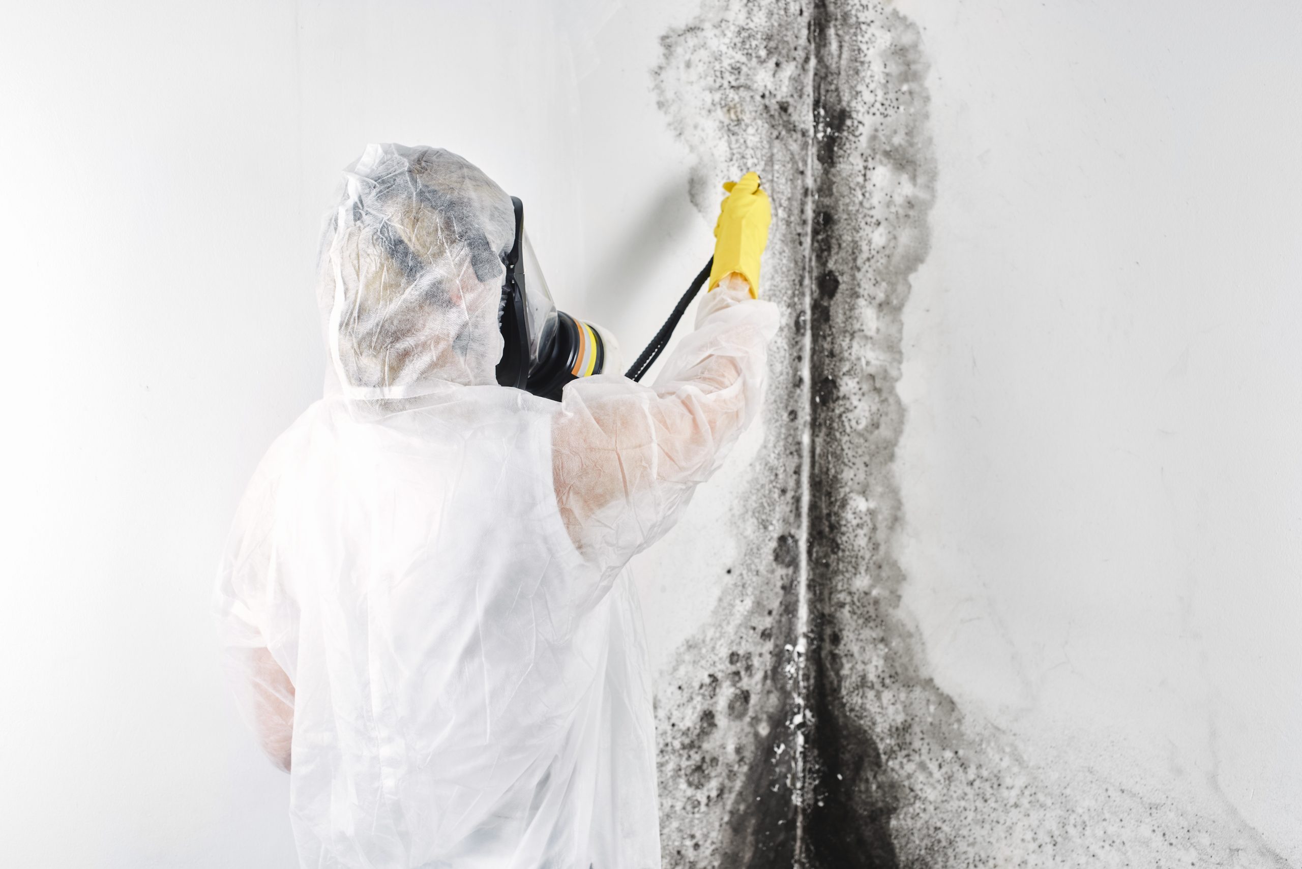 A professional disinfector in overalls processes the walls from mold. Removal of black fungus in the apartment and house. Aspergillus.